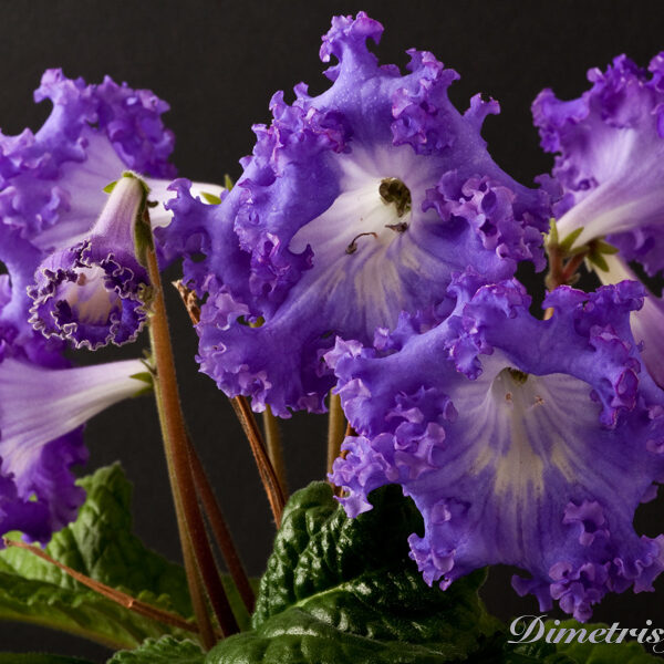 ds_704__180