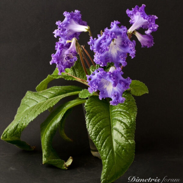 ds_704__560