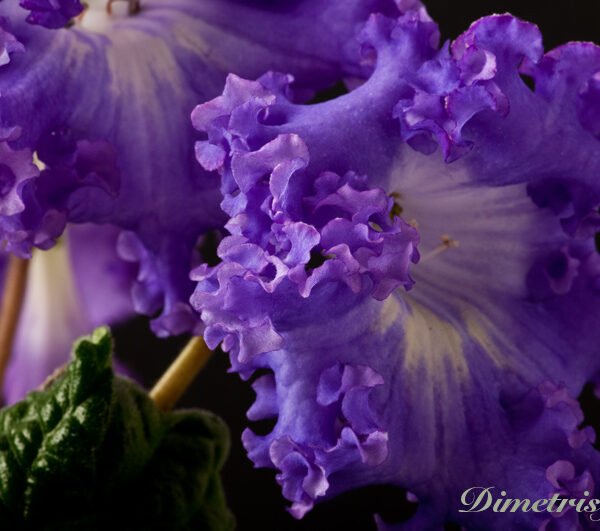 ds_704_equal__723