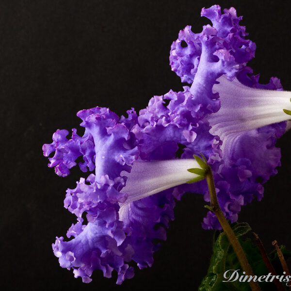 ds_704equal_equal__107