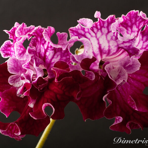 ds_706_ue__380