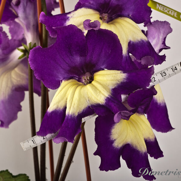 ds_708___136 ds_708___136