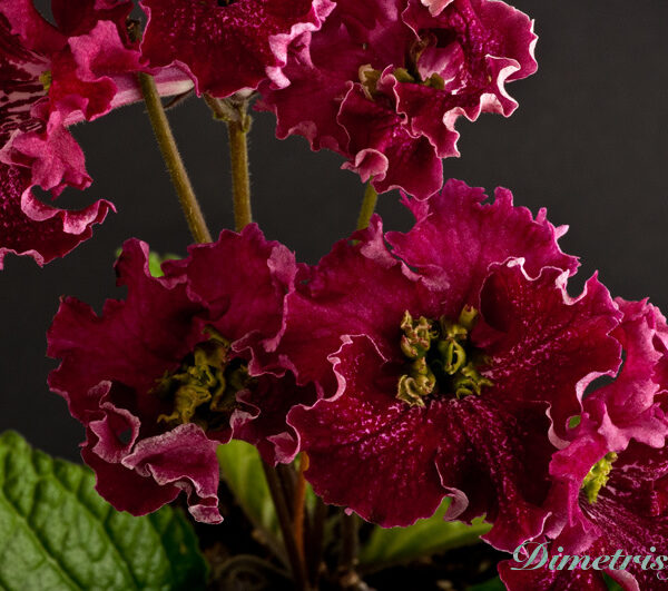 ds_712__174