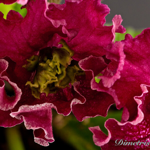 ds_712__529