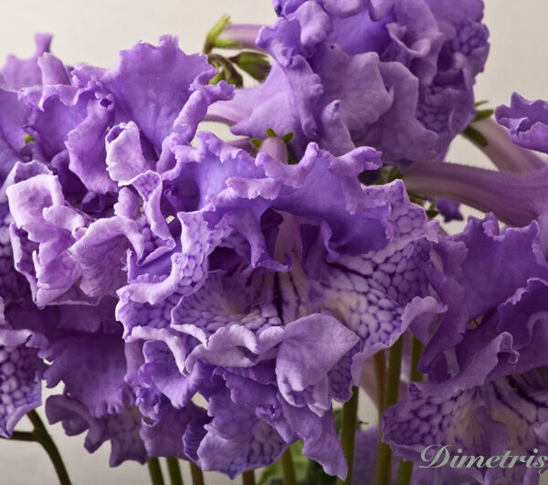 ds_723__187