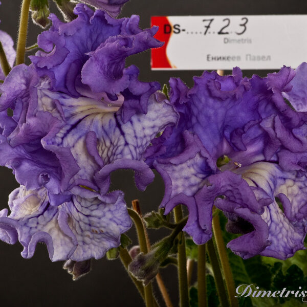 ds_723__953