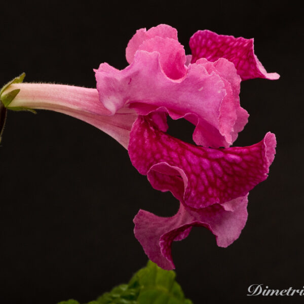 ds_735_301