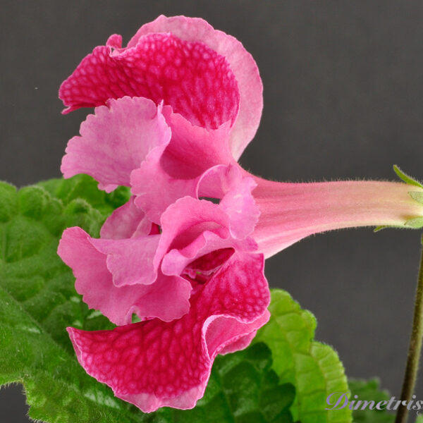 ds_735__108
