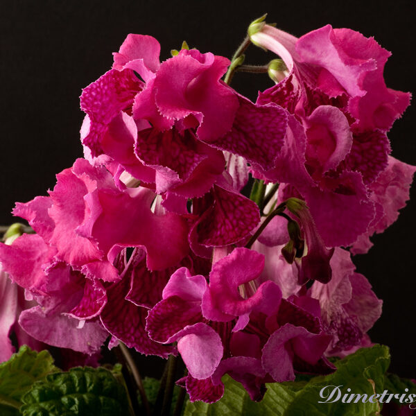 ds_735__207
