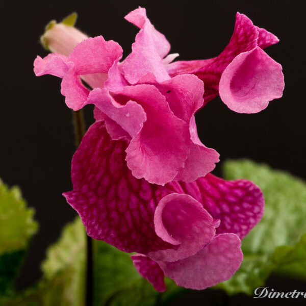 ds_735__444
