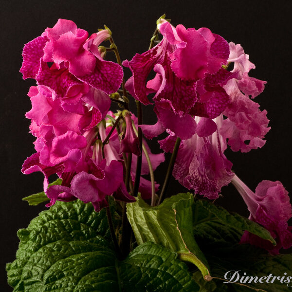 ds_735___114
