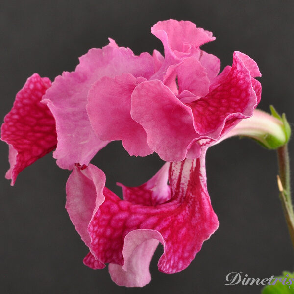 ds_735___755