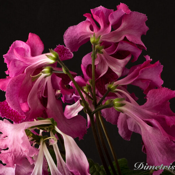 ds_735____117