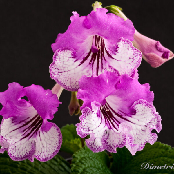 ds_739__198