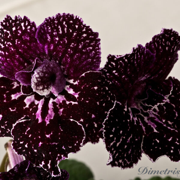 ds_747_104