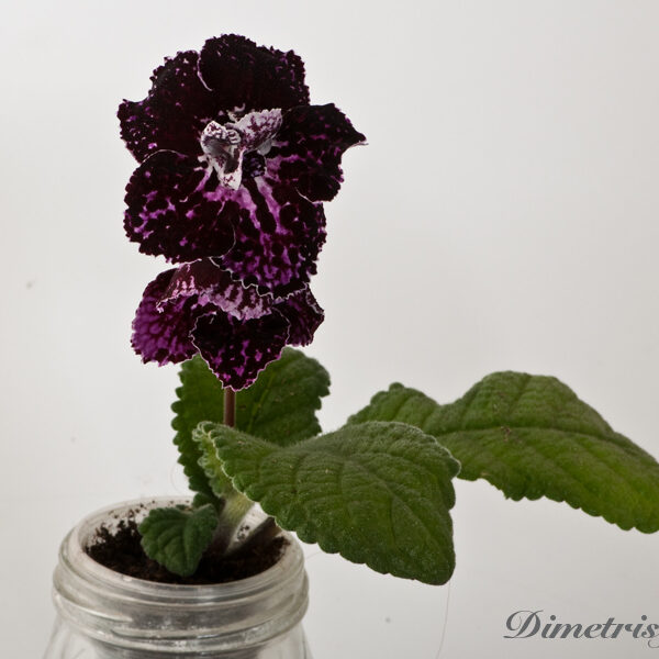 ds_747_ae_133 ds_747_ae_133