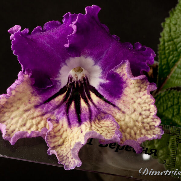 ds_751_ae__196 ds_751_ae__196