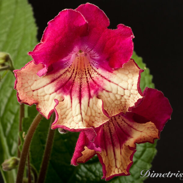 ds_754__680
