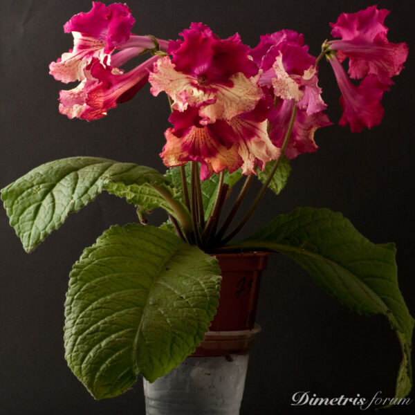 ds_754__796