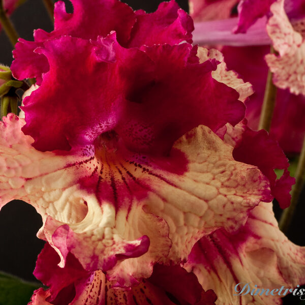 ds_754___103