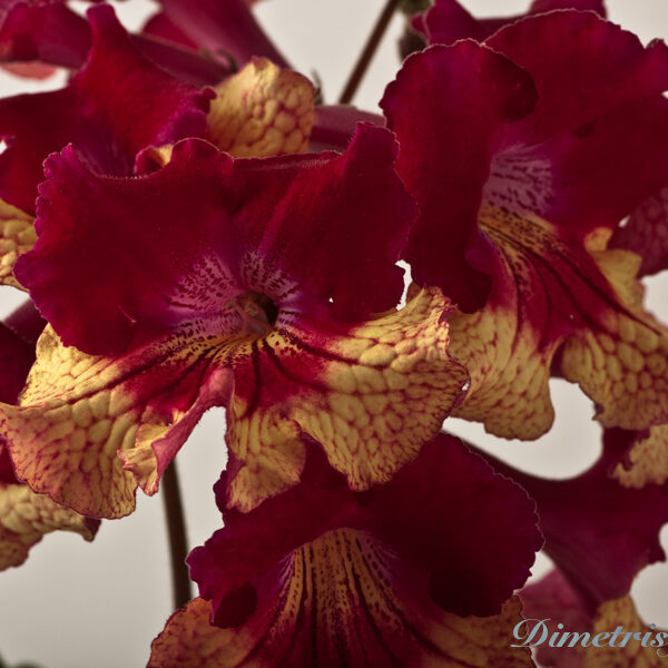 ds_754___849
