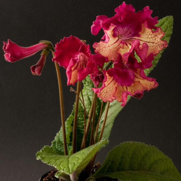 ds_755__138 ds_755__138