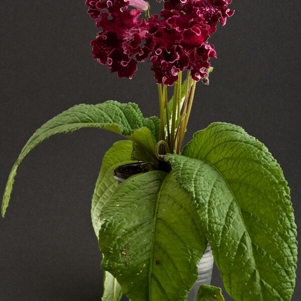 ds_758__553