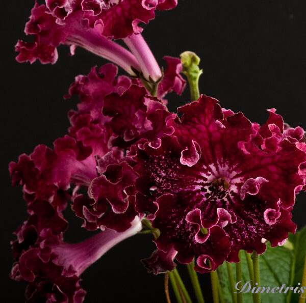 ds_758_oe_148