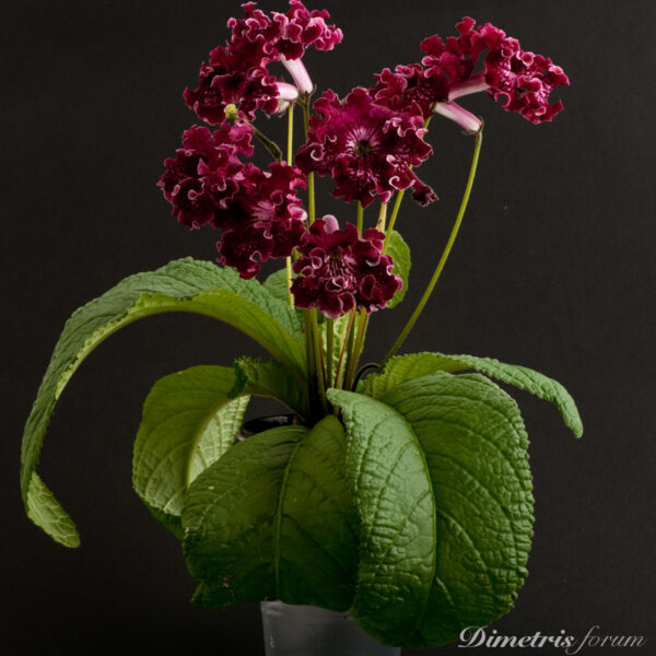 ds_758_ue_151