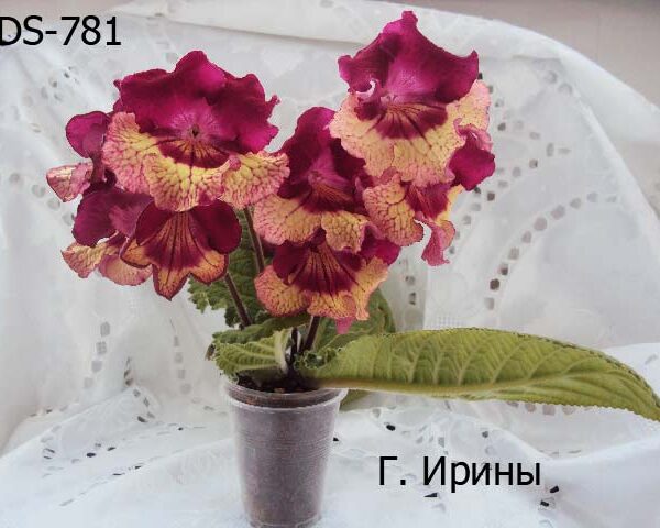ds_781_14__2014_112