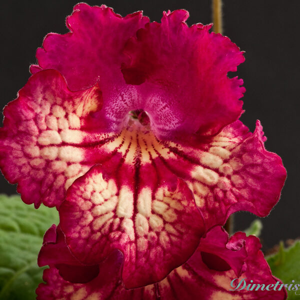 ds_781_171