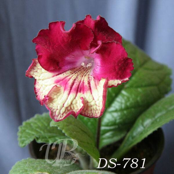 ds_781_2_139