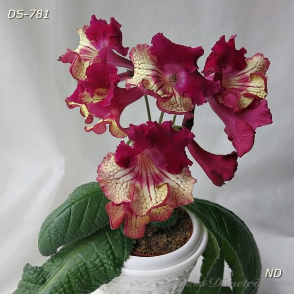ds_781_991