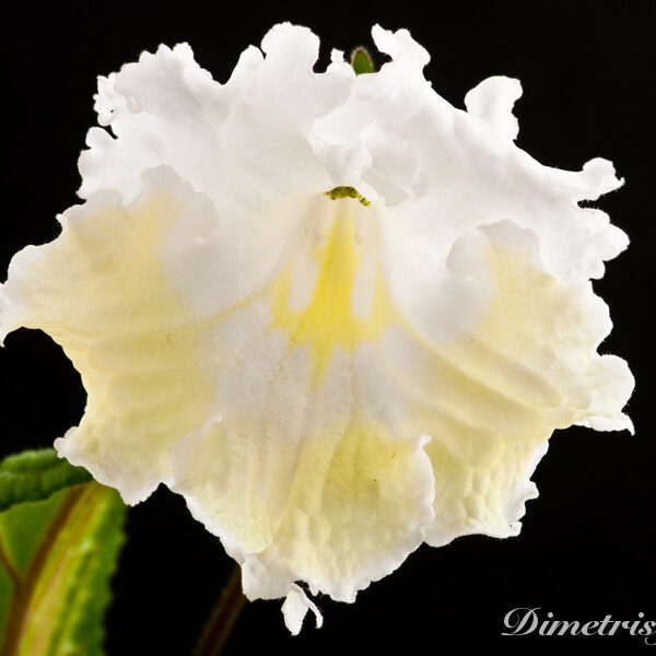 ds_796__758 ds_796__758