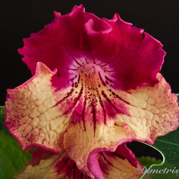 ds_797_532