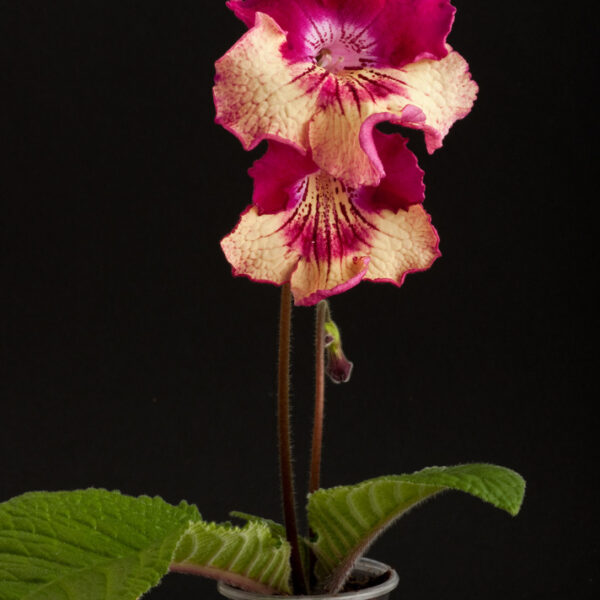 ds_797__174