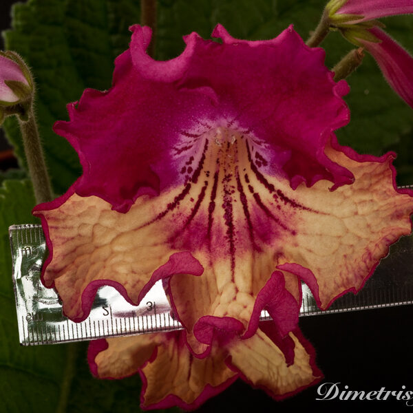 ds_797__255