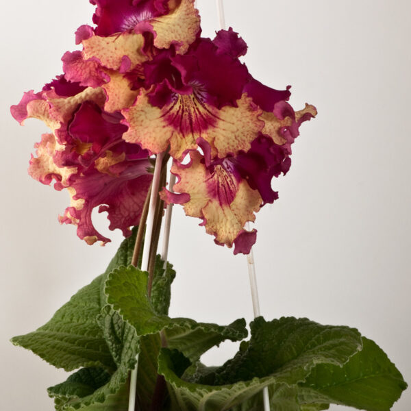 ds_797__664
