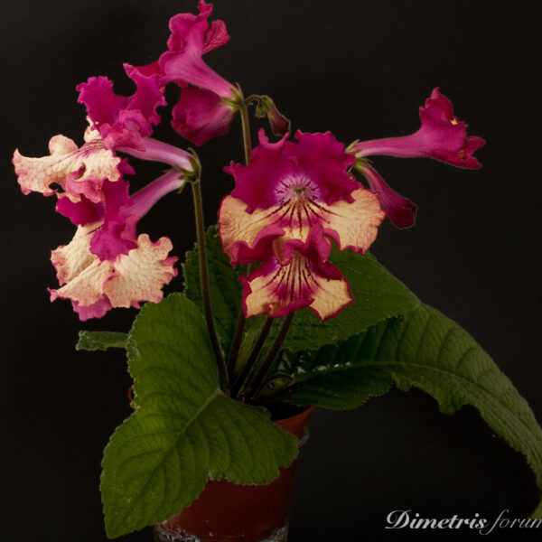 ds_797__828