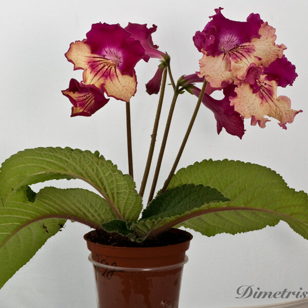 ds_797___165