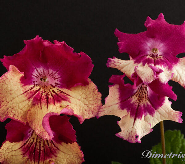 ds_797__ae_119