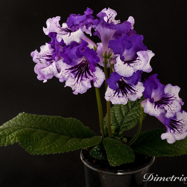 ds_809__129 ds_809__129
