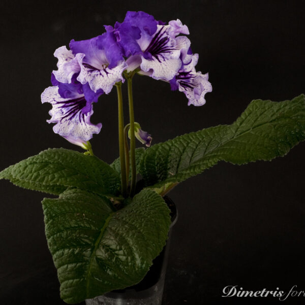 ds_809__512 ds_809__512