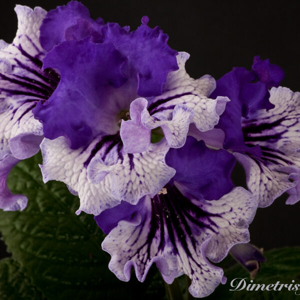 ds_809__578 ds_809__578