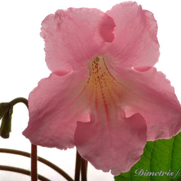 ds_810__181