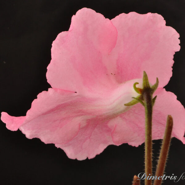 ds_810___595