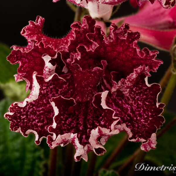 ds_812__139