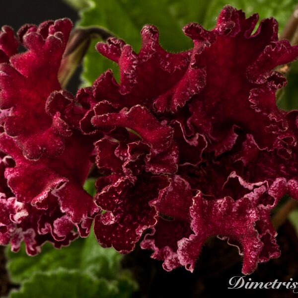 ds_812___139