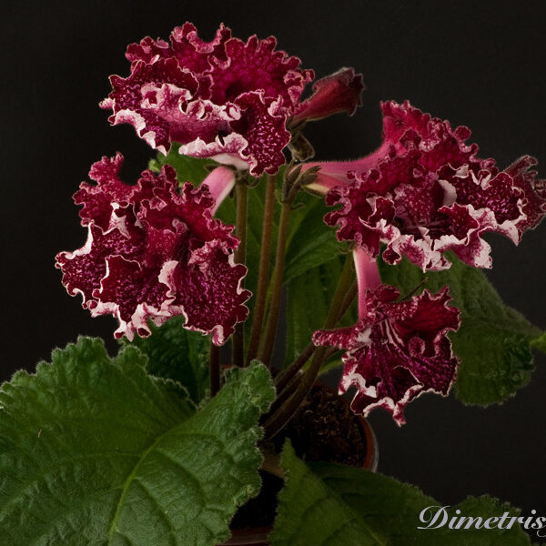 ds_812___211