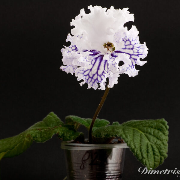 ds_824__110